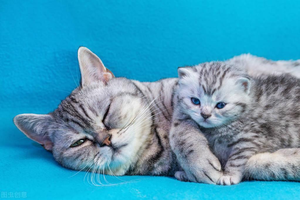 如何判断猫咪年龄？猫年龄的增长与牙齿上的变化(图5)