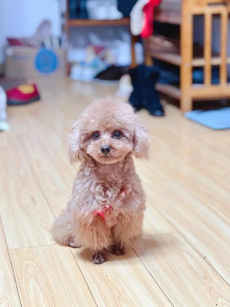 泰迪8岁以后的饮食vs养护!(泰迪8岁注意事项和饮食)(图1)