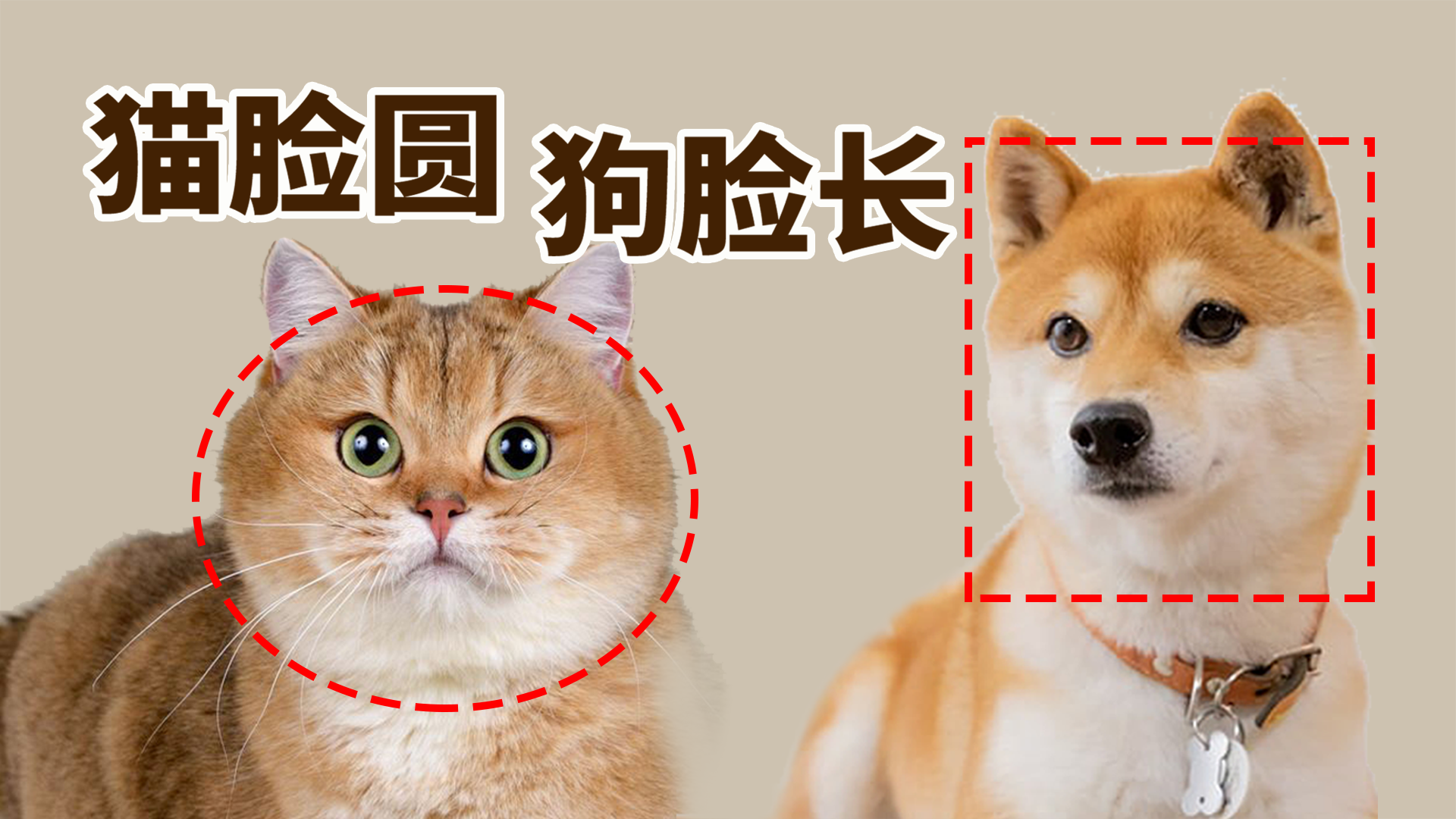 为什么猫科是圆脸而犬科是大长脸？(图1)