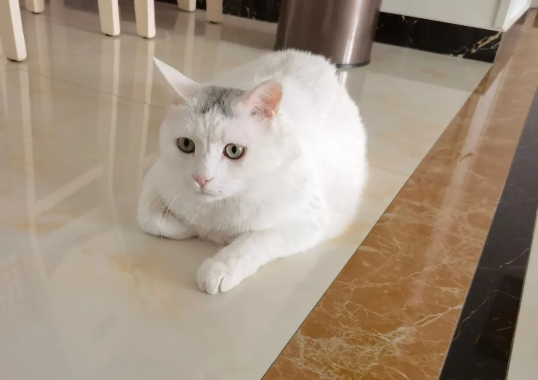 为什么猫科是圆脸而犬科是大长脸？(图3)