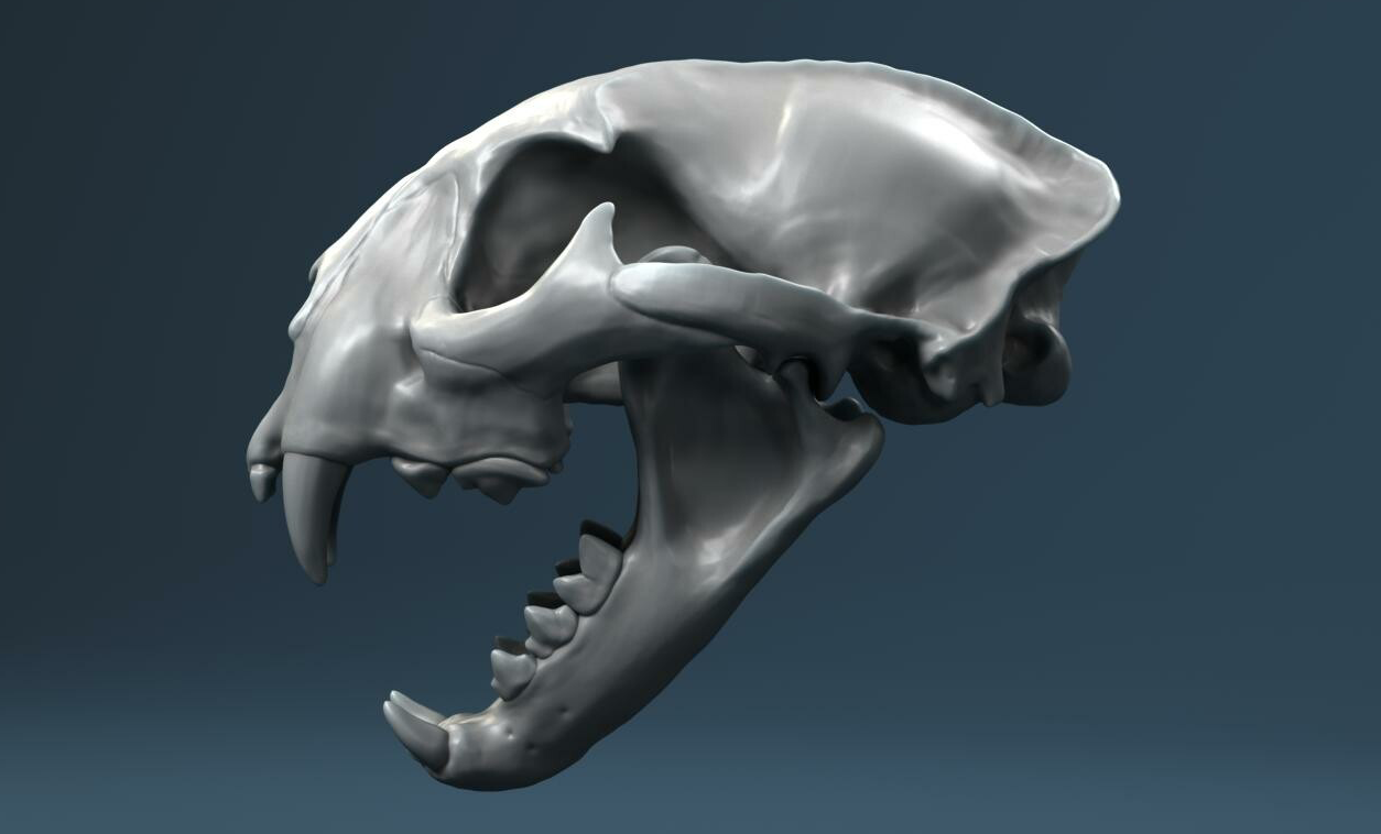 为什么猫科是圆脸而犬科是大长脸？(图5)