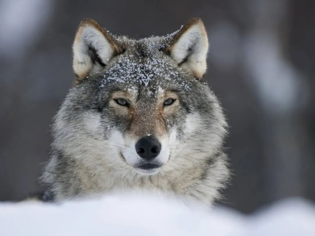 为什么猫科是圆脸而犬科是大长脸？(图6)