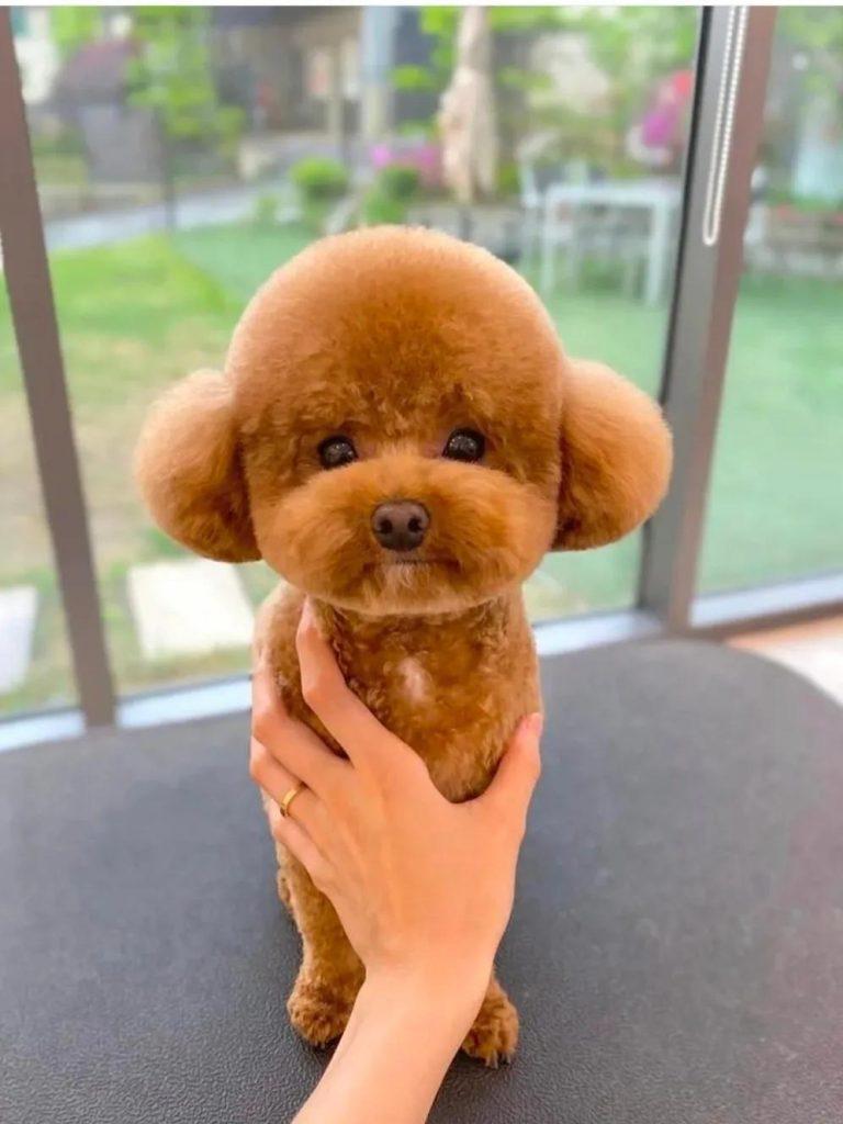 家里养泰迪的，请花2分钟看完这篇文章（打了疫苗的泰迪狗舔了伤口怎么办）(图1)