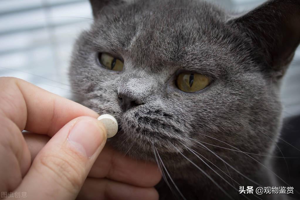 猫需要维生素，猫能吃人的维生素b吗？(图1)