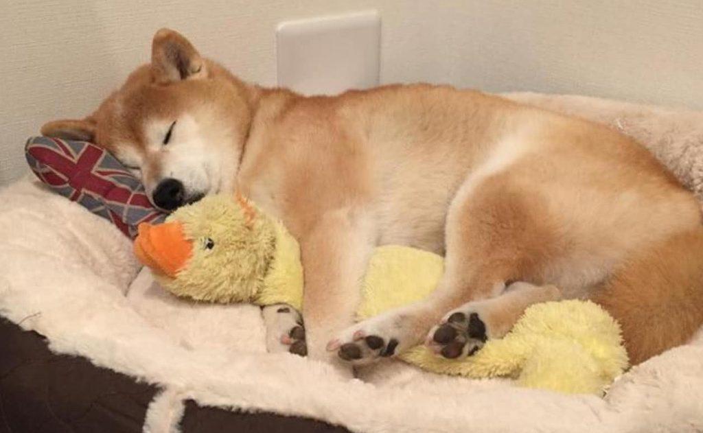 狗狗吐血了，可能是这五种原因，就医时描述清楚吐血的颜色很重要！（狗狗吐血是不是没救了）(图1)