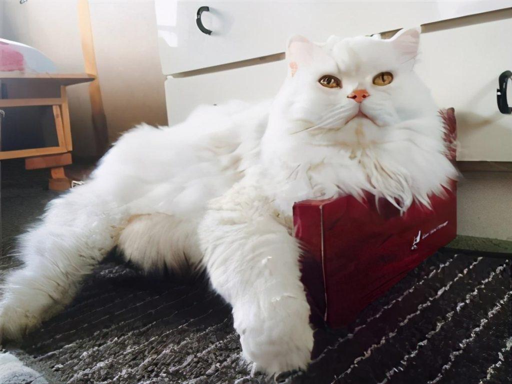 猫咪多少斤才算正常?猫咪体重对照表分享(图1)