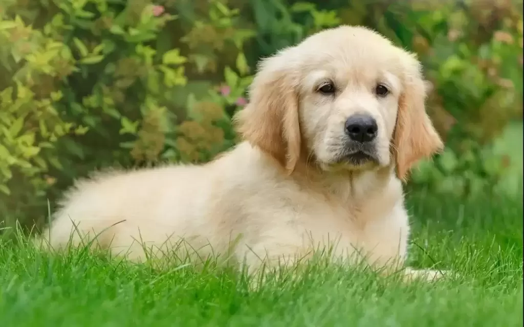 金毛突然不进食，其中这5点要注意（金毛突然不吃东西了也不爱动了怎么回事呀）(图1)