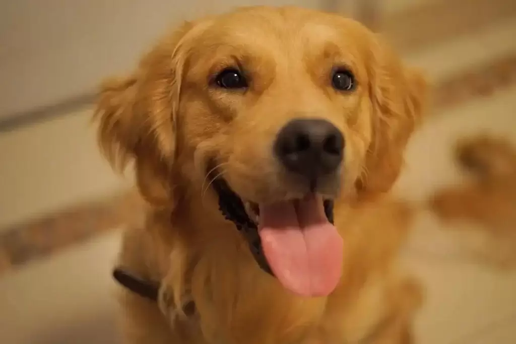 金毛突然不进食，其中这5点要注意（金毛突然不吃东西了也不爱动了怎么回事呀）(图3)