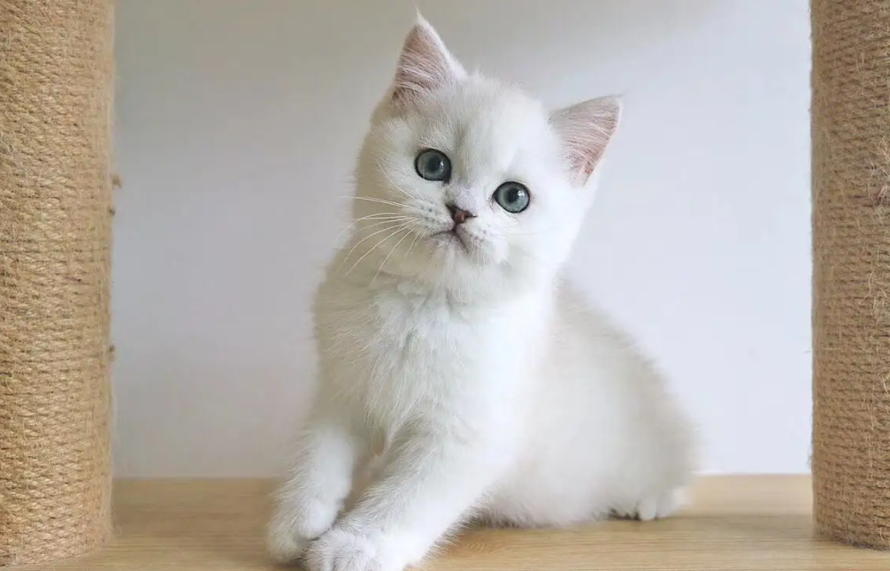 猫咪并不是只有优点，这些缺点你知道多少？(图1)