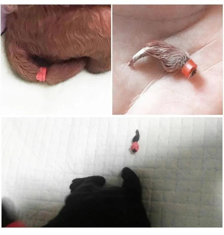 狗狗断尾常用的几种方法（狗狗断尾哪种方法好一点）(图1)