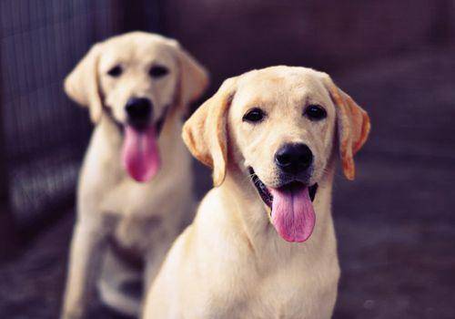 拉布拉多温顺吗?这些知识你应该感兴趣(图1)