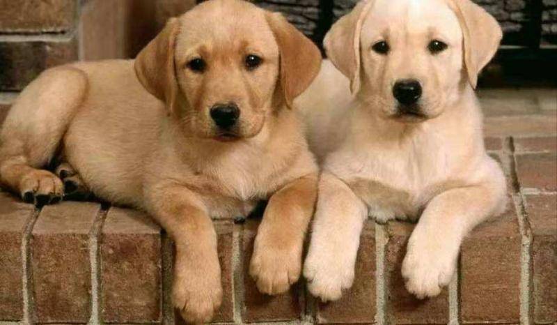 拉布拉多温顺吗?这些知识你应该感兴趣(图3)