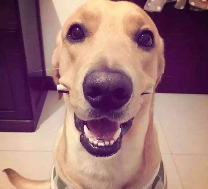 拉布拉多温顺吗?这些知识你应该感兴趣(图2)