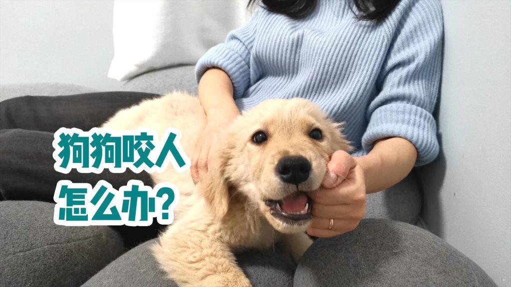 狗狗咬人怎么办？办法可能出乎你的意料（狗狗咬人怎办）(图1)
