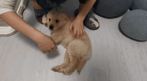 狗狗咬人怎么办？办法可能出乎你的意料（狗狗咬人怎办）(图2)