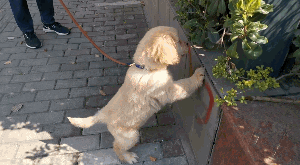 狗狗咬人怎么办？办法可能出乎你的意料（狗狗咬人怎办）(图3)