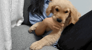 狗狗咬人怎么办？办法可能出乎你的意料（狗狗咬人怎办）(图4)