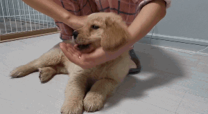 狗狗咬人怎么办？办法可能出乎你的意料（狗狗咬人怎办）(图6)