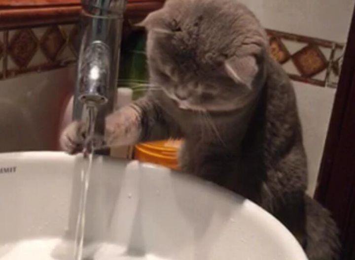 盘点猫咪那些“奇怪的行为”(猫咪小癖好)(图1)