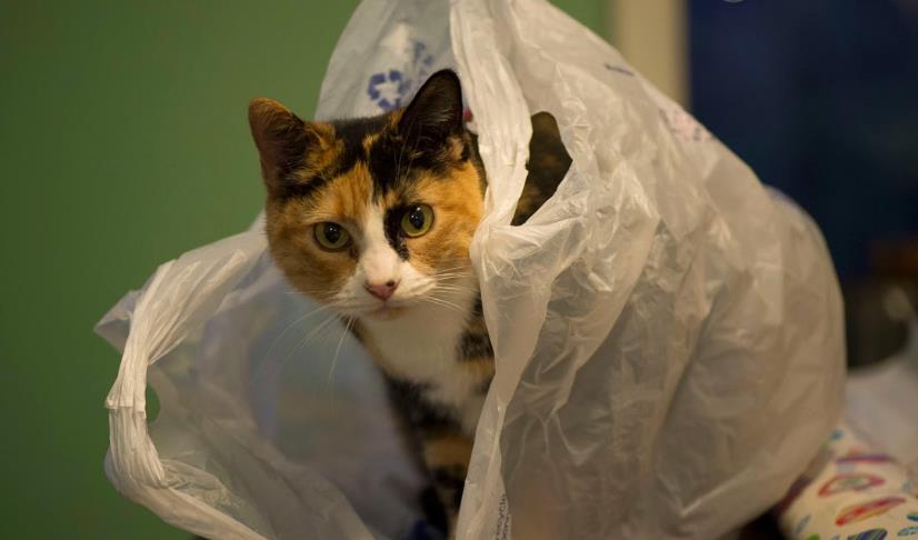 盘点猫咪那些“奇怪的行为”(猫咪小癖好)(图2)