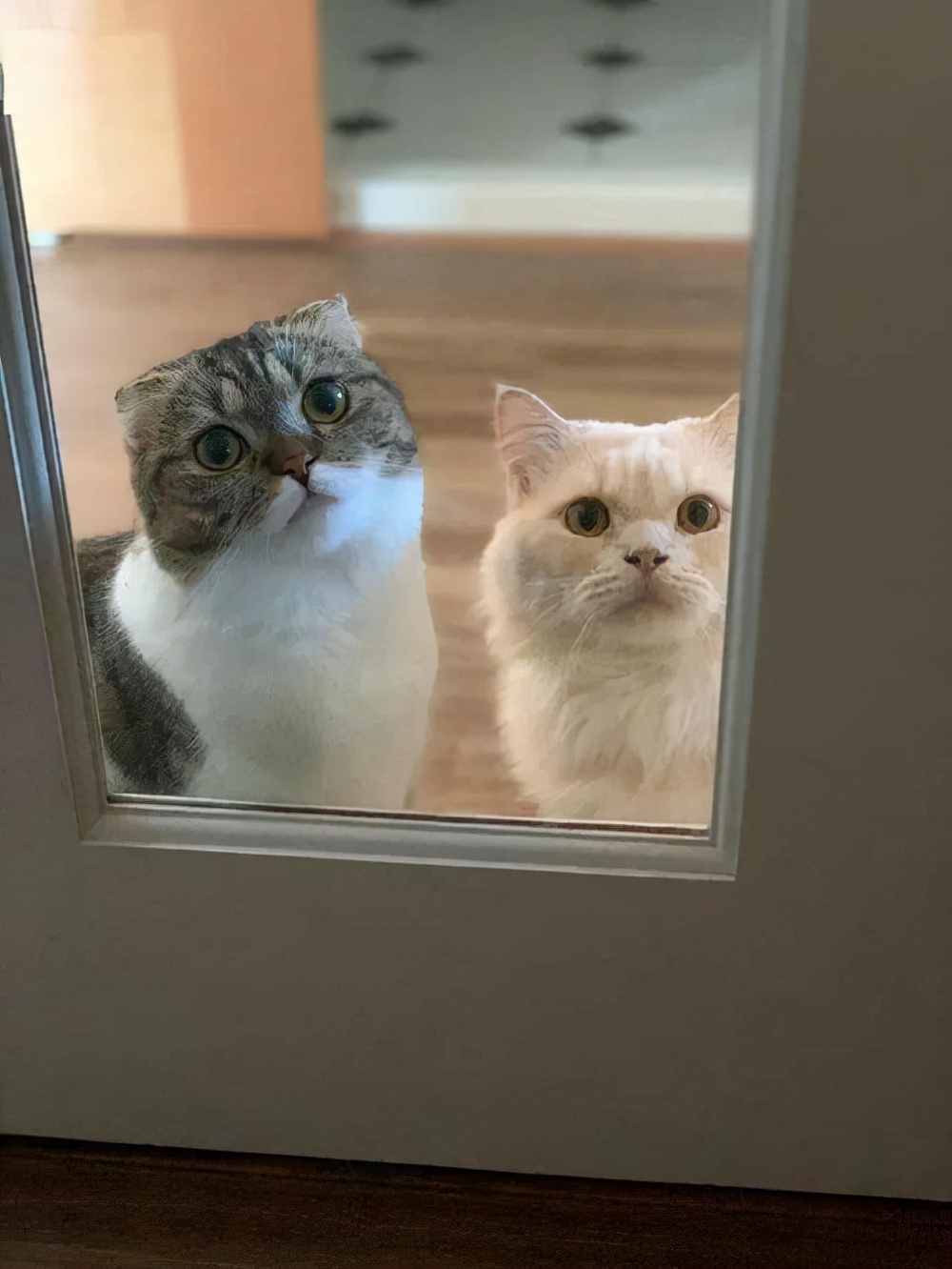 快乐的猫咪也会孤独，猫咪孤独的表现(图2)