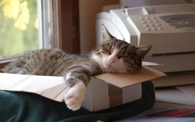 快乐的猫咪也会孤独，猫咪孤独的表现(图3)