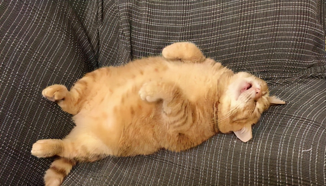 猫咪是否幸福，在这些行为中就可以看出(图1)