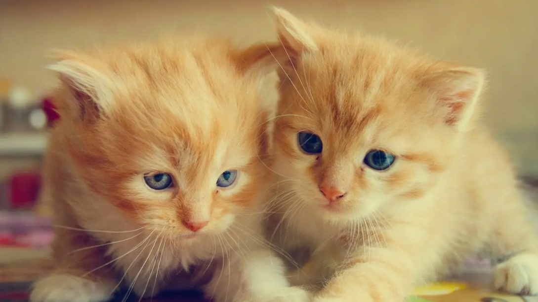 刚出生的小猫被人摸了，猫妈妈为什么会吃掉它？(图1)