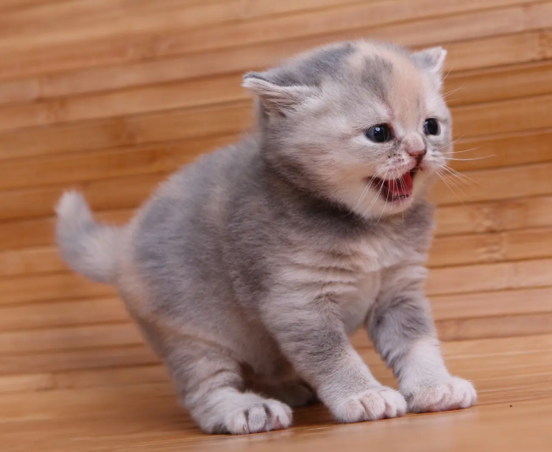 刚出生的小猫被人摸了，猫妈妈为什么会吃掉它？(图2)