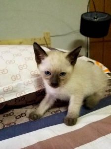 暹罗猫价格(暹罗猫价格)(图1)