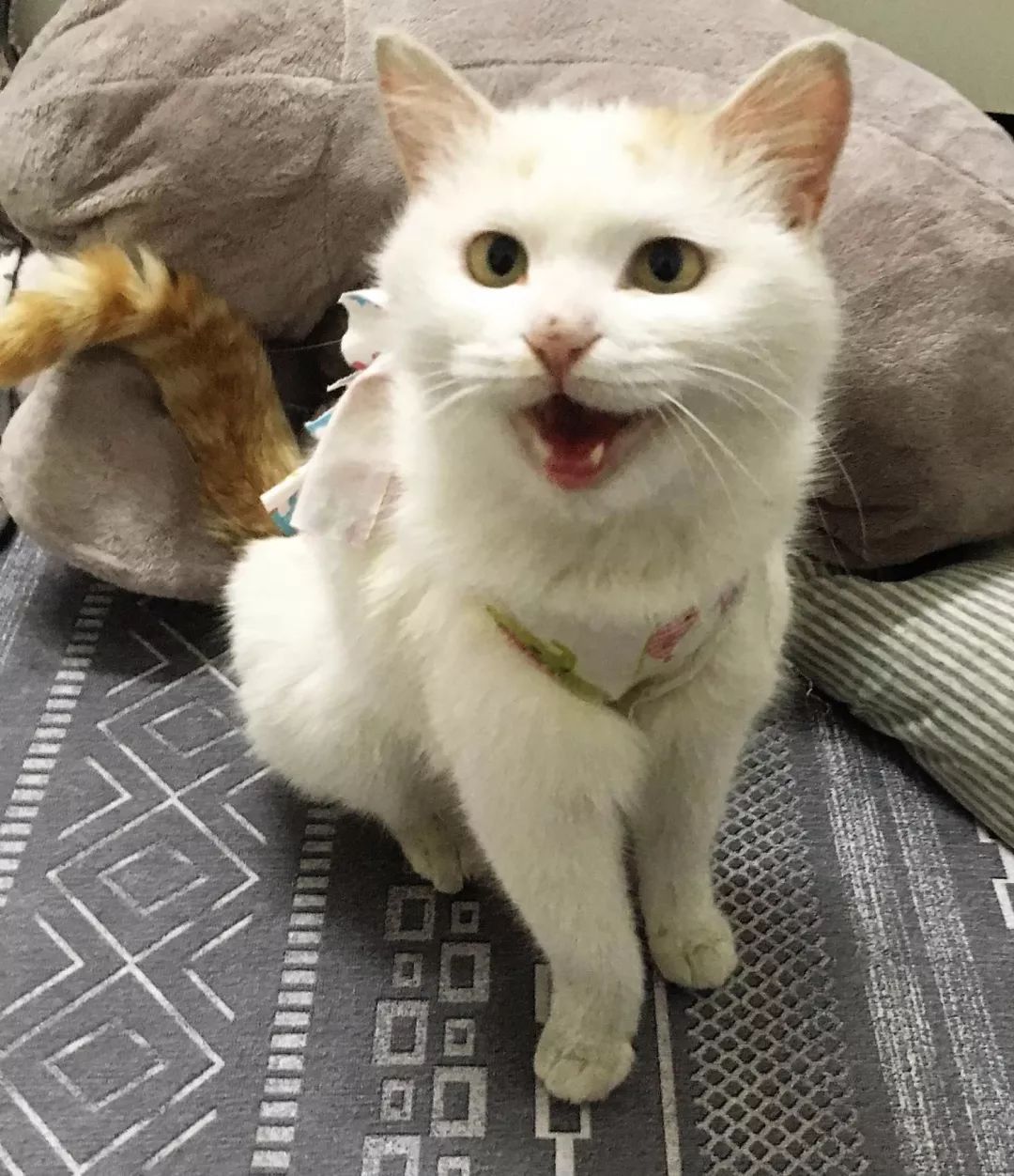 猫界“猫言猫语”你听的懂吗?猫叫声的含义(图1)