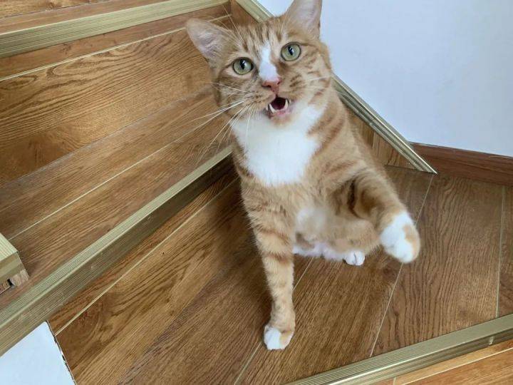 猫界“猫言猫语”你听的懂吗？猫叫声的含义(图3)