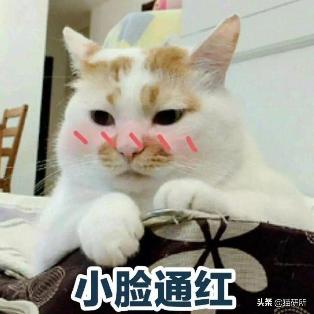 猫砂主要成分是什么？也用于止泻药？这9个猫界冷知识分享(图7)