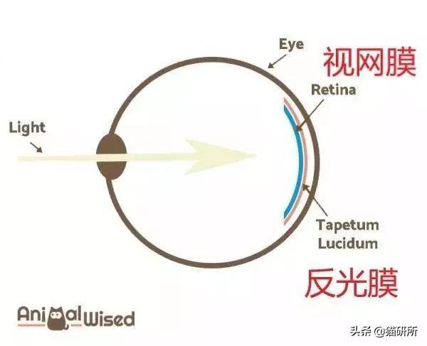 猫砂主要成分是什么？也用于止泻药？这9个猫界冷知识分享(图14)