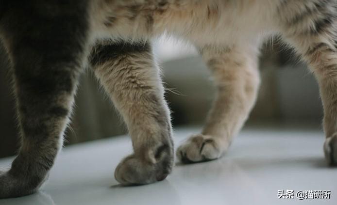 猫砂主要成分是什么？也用于止泻药？这9个猫界冷知识分享(图21)