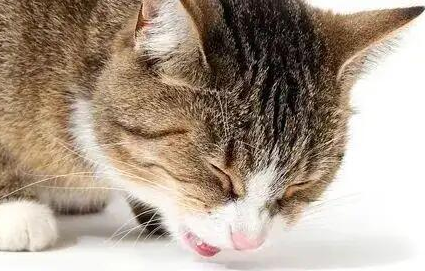 猫每天都吐但精神好是为什么？(图1)