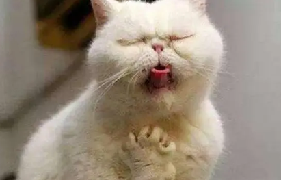 猫每天都吐但精神好是为什么？(图2)