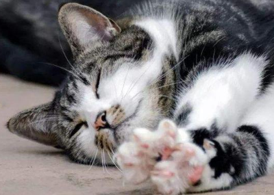 猫咪应激反应第二天死了(图2)