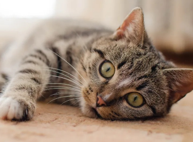 猫咪应激反应第二天死了(图1)