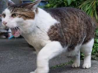 两个猫天天哈气能处好吗(图1)