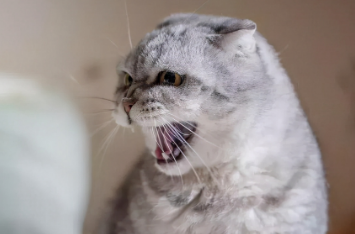 两个猫天天哈气能处好吗(图2)