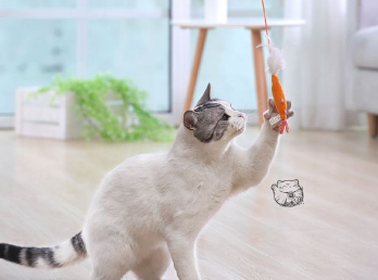 猫咪一直玩逗猫棒会累死吗(图1)