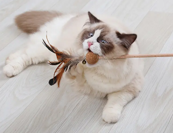 猫咪一直玩逗猫棒会累死吗(图2)