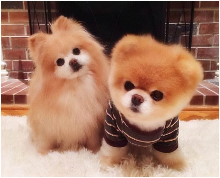 传闻:狗狗爱吃的食物,都在这儿