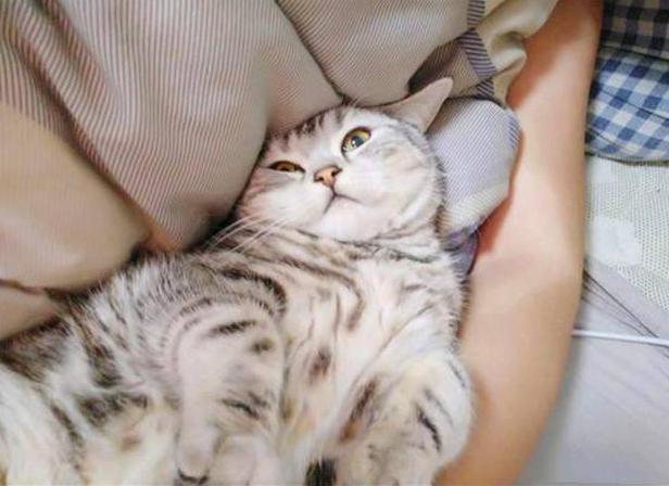 想要养猫，无妨看看这几种猫，好养又不贵