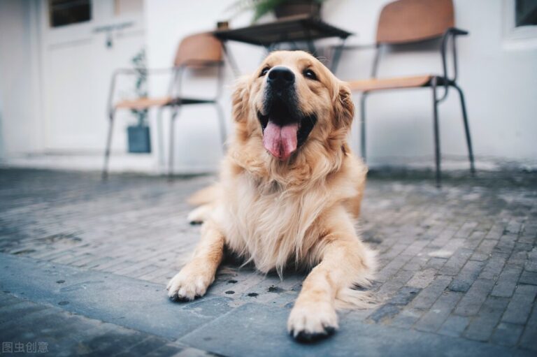 金毛犬好练习吗？