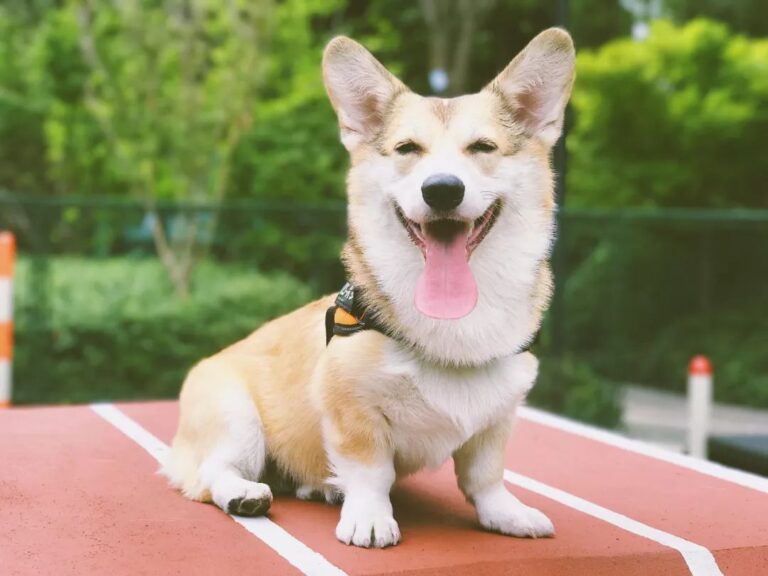 内行人提示：记住这5点，包你选到一只好狗