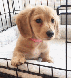 内行人提示：记住这5点，包你选到一只好狗