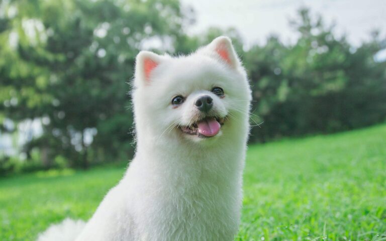 内行人提示：记住这5点，包你选到一只好狗