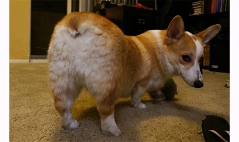 内行人提示：记住这5点，包你选到一只好狗